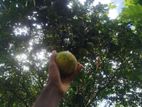 සිදරං