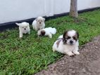 Shitzu Puppies