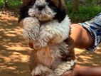 Shih Tzu Puppies