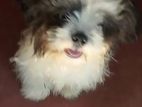 Shih Tzu Puppy