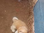 Shitzu Puppies