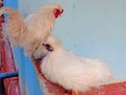 Farm Chickens