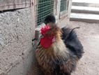 Silkie Chicken