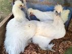 Silkie Chicken Eggs