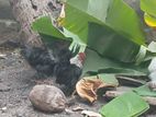 Silkie Chickens