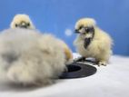 Silkie Chicks