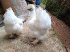 Silkie Hens