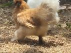 Silkie