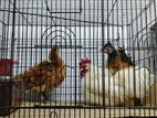 Frizzle Breading Pair