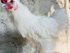 Silky Bantom Male Rooster
