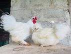 Silkie Hen