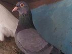 Pigeon