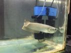 Silver Arowana Fish