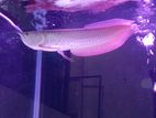 Silva arowana