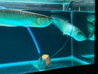 Silvar Arowana
