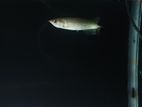 Silver Albino Pearl Arowana