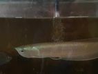 Silver Aravana Fish