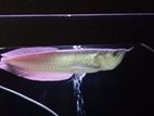 Silver Arowana Fish