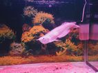 Silver Arowana Fish