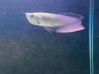 Silver Arowana 10 inches