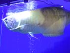 Silver Arowana 2.5ft