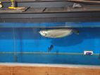 Silver Arowana 2ft