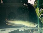 Silver Arowana 6 Inch