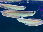 Silver Arowana 7 inch