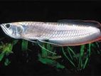 Silver Arowana