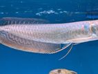 Silver Arowana Fish 7–8 Inch