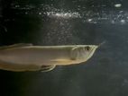 Silver Arowana Fish