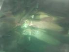Silver Arowana Fish