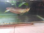 Silver Arowana Fish