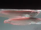 Silver Arowana Fish