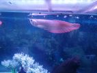 Silver Arowana Fish