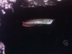 Silver Arowana Fish