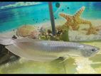 Silver Arowana Fish