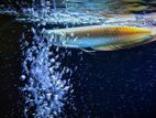 Silver Arowana Fish