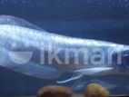 Silver Arowana Fish