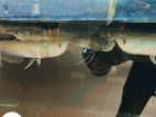 Silver Arowana Fish