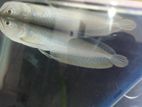 Silver Arowana Fish