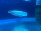 Silver Arowana Fish