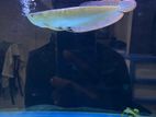 Silver Arowana Fish