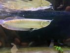 Silver Arowana Fish