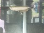 Silver Arowana Fish