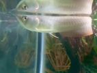 silver arowana fish