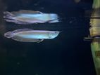 Silver Arowana Fish