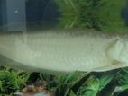 Silver Arowana Fish