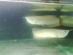 Silver Arowana Fish