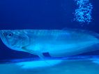 Silver Arowana Fish